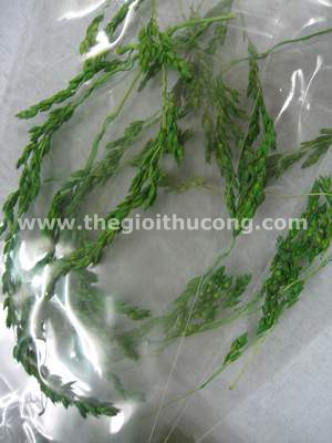 Hoa khô xanh, đỏ