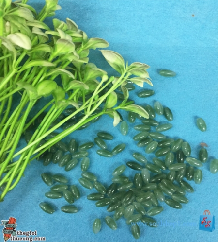 Cườm hình hạt gạo