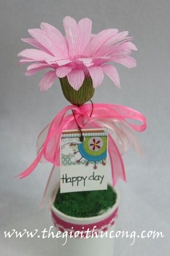 Chậu hoa cúc Happy day
