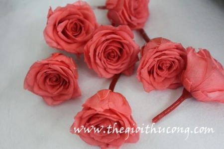 Hoa hồng sấy khô 27
