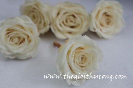 Hoa hồng sấy khô 30