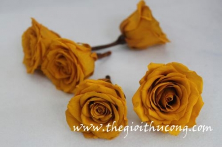 Hoa hồng sấy khô 16