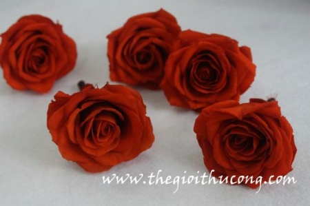 Hoa hồng sấy khô 10