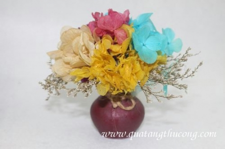 Chậu hoa cẩm tú cầu màu sắc