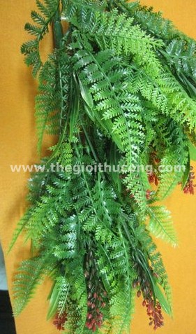 Lá dương sỉ hoa đỏ