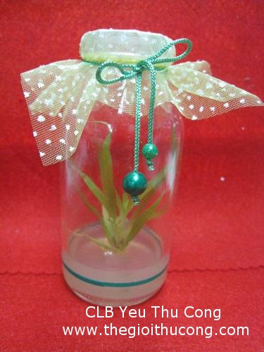 Trồng cây trong lọ thủy tinh kín