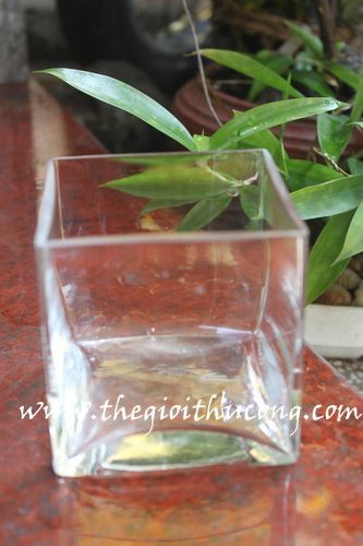 Lọ thuỷ tinh trụ vuông S15