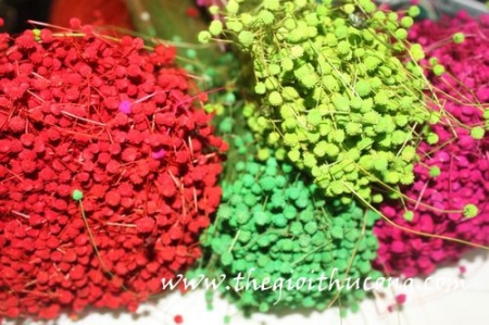 Hoa khô cúc mắt nai