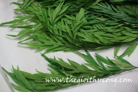 Lưu ly mộc sấy khô